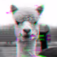 Alpaca Glitch