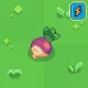 Giant Turnip