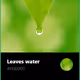 Leaves water
