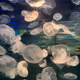 worldverse.lens-Collect-115