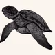 Doodle Turtle