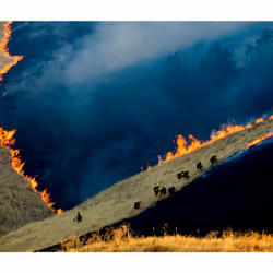 Marsh Fire - Timeless #6