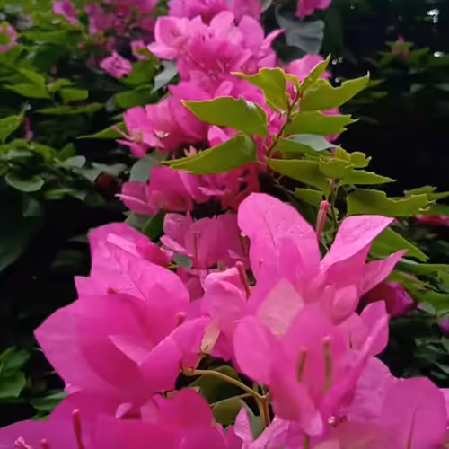 pyoboseog.lens-Collect-5