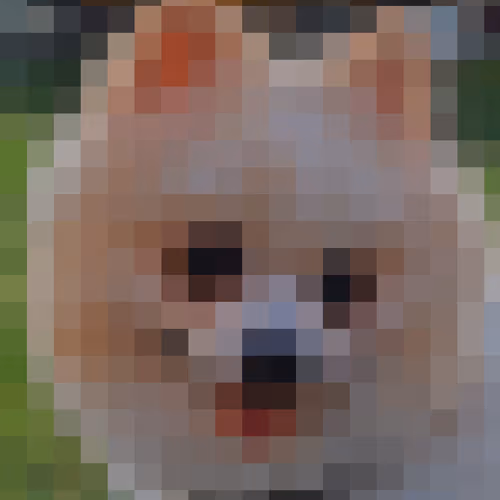 Mallows The Pomeranian V2