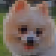 Mallows The Pomeranian V2