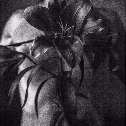 Untitled Collection #187747098