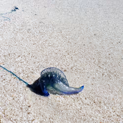 Blue Bottle JellyFish on the Beach
