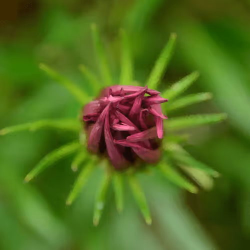 Item #97472780855113725442361506406406632137290984226550429674679319578127632433153 Media