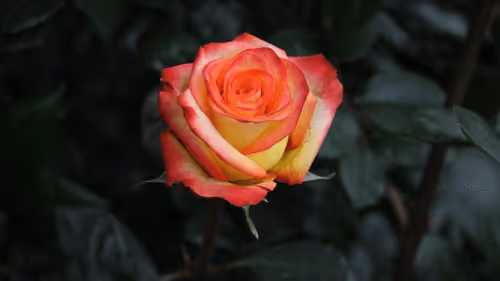 Item #68327891815088974381680309106564733444446266155657330601700582165572459954177 Media