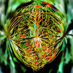The Faces of The Plants #15