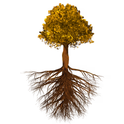 Golden Oak