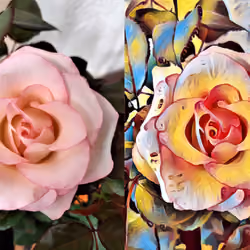 Yellow Rose 