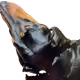74388183107571848256633446996010033662379072698002169646249461054254388084737