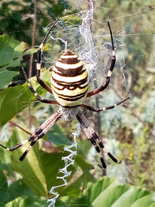 Item #18279368597565041265121237626867746954701071610314993633361532908207289139201 Media