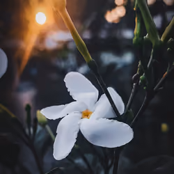 Plumeria