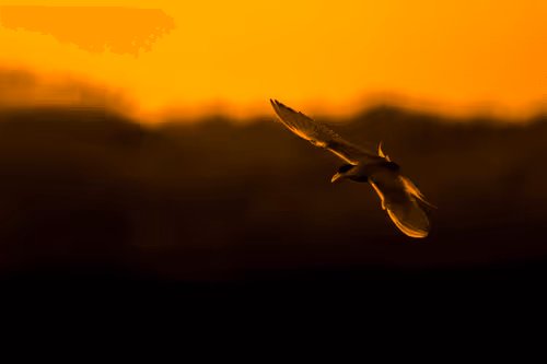 Item #61684684013370051227163866082320023750896296023852719411798081143514614202418 Media