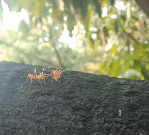 Item #45442830397229861541858580959199905418788055034492162846022252358507148869633 Media