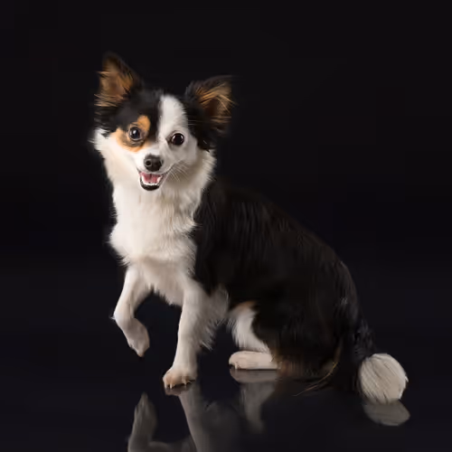 Item #39267609400351157350082818508963900481325606176986545385386430961865277308929 Media