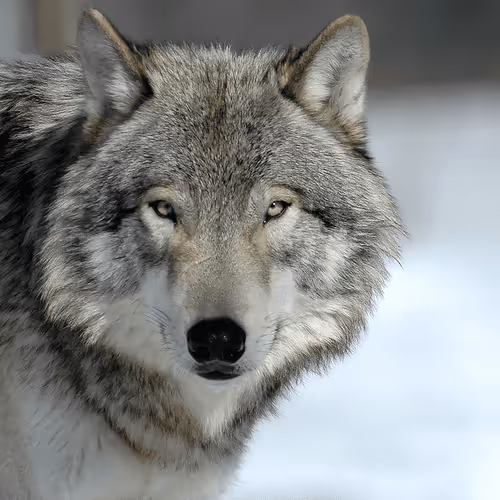 Item #60839276870702459536115980663435026977207856631347422568339333150415918202881 Media