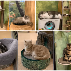 Kitty-cat Family Collage