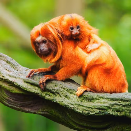 Item #45594647201663347778086533366212020564774309010196825968467676438304674283521 Media