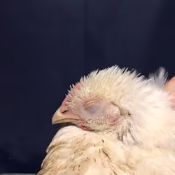 Chicken #14