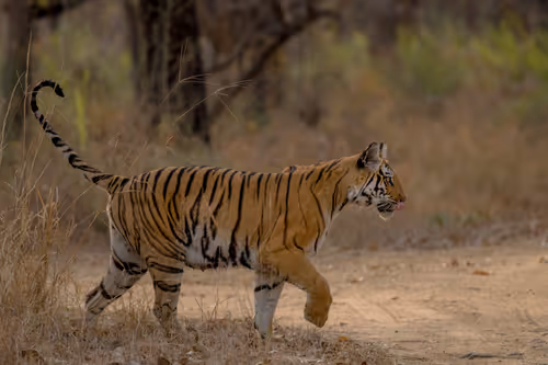 Item #61684684013370051227163866082320023750896296023852719411798081151211195596950 Media