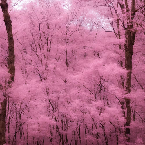 Item #108707963234576619286374292620821639189939007093224297744340406617871082323969 Media