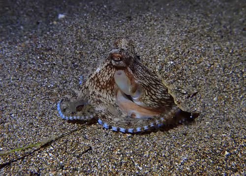Underwater Unseen Thailand