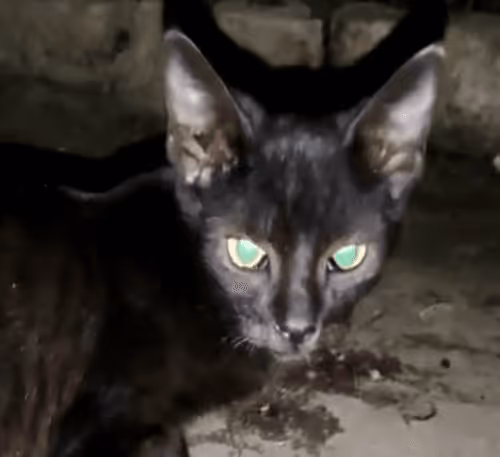 Black Than Night