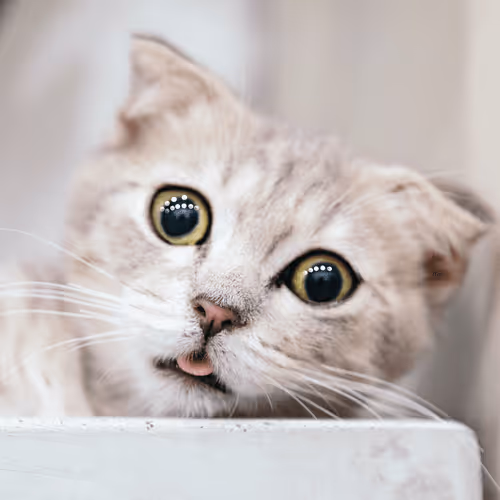 Item #4944351917306226202826790057183461660186678433257338824528786313938676482049 Media