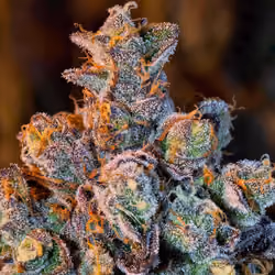 Weed Bud #3