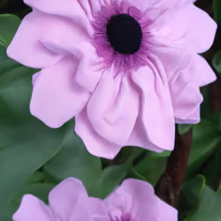 AI reimaining of the flowers of Thunbergia alata