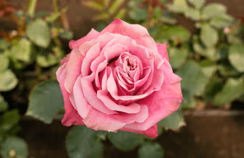 Item #68327891815088974381680309106564733444446266155657330601700582185363669254145 Media