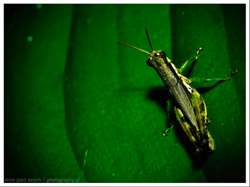 Item #101987082713551675715175857795119519982580221361588588110170162950665194700801 Media