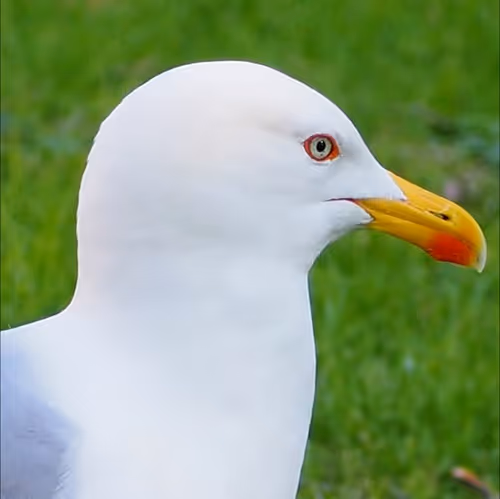 Item #83382147731341290700743911121086503553077510737718863386586598118822705627148 Media