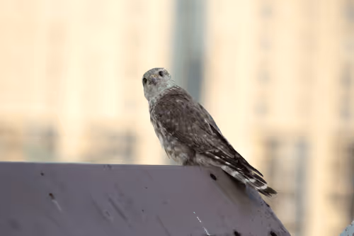 Item #3672353926240615838190962434112435213651568171078931626586303634879782322226 Media