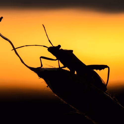 Item #85482677209635580740523827451099252136629396536545148940270710361129549299713 Media