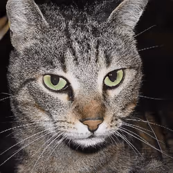 106393158711752592444527764053332067386103257112262188176365270173112197971969