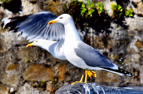 Item #54092708251689304060008626725907944876680074354438048784149166014582757523457 Media