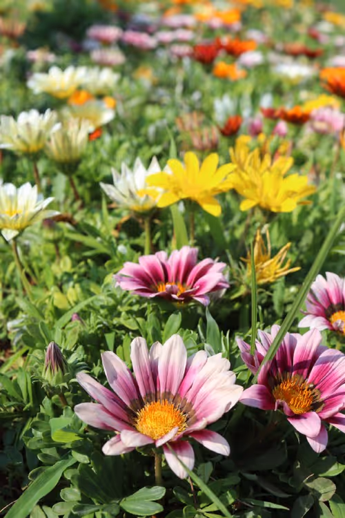 Item #44616301630561974021657187332907259092306651751540590085300476878958020788225 Media