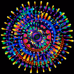 Bloom Flower