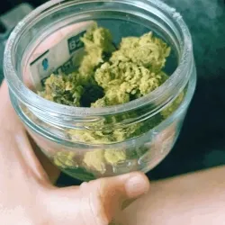 little pine trees 