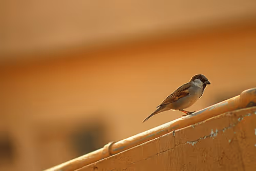 Item #81039049813216597257953829520223769972049979763513540310904561871564662898689 Media