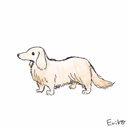 Dachshund #01
