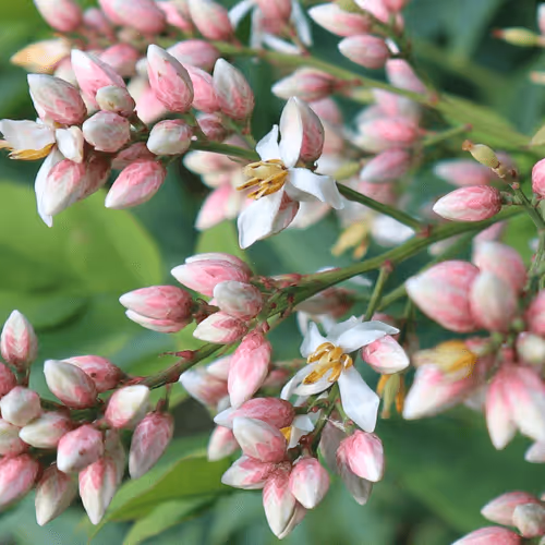 #567 Spring