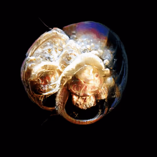 Item #4750064852715738149564930854294668621974194112560083604087540636886033760257 Media