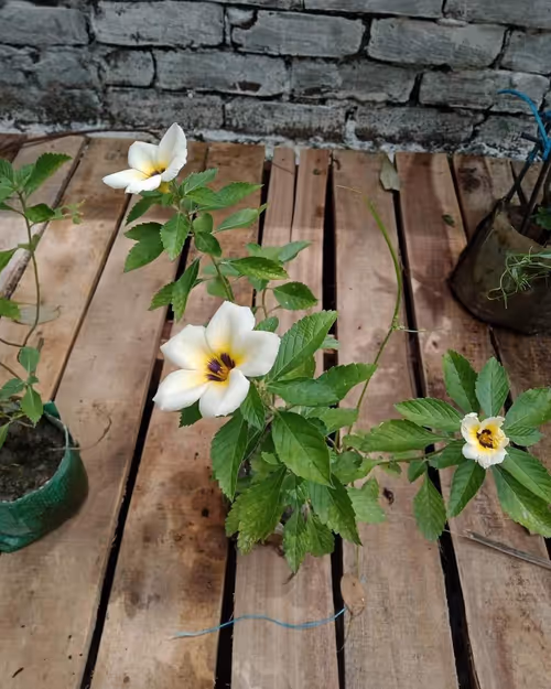 Item #14571506913454205627656743203225782770632742565437799673199566820293803507713 Media