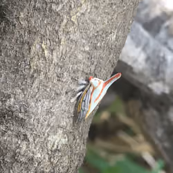 Colorful Leaf Hopper