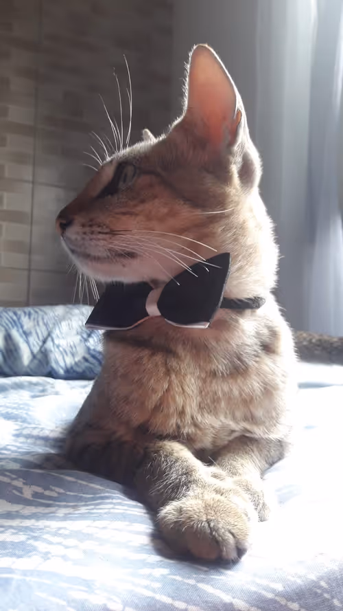 Item #4206968959528382267850550168117913088191590325513865346546053397837760167937 Media